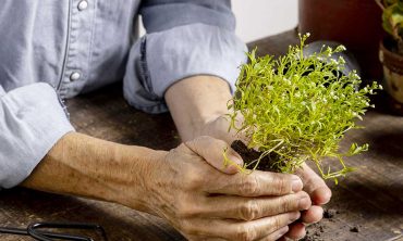 Al via “Gardensia”: dal 27 al 29 marzo, a Montichiari la nuova fiera dedicata al verde, al giardinaggio e outdoor living